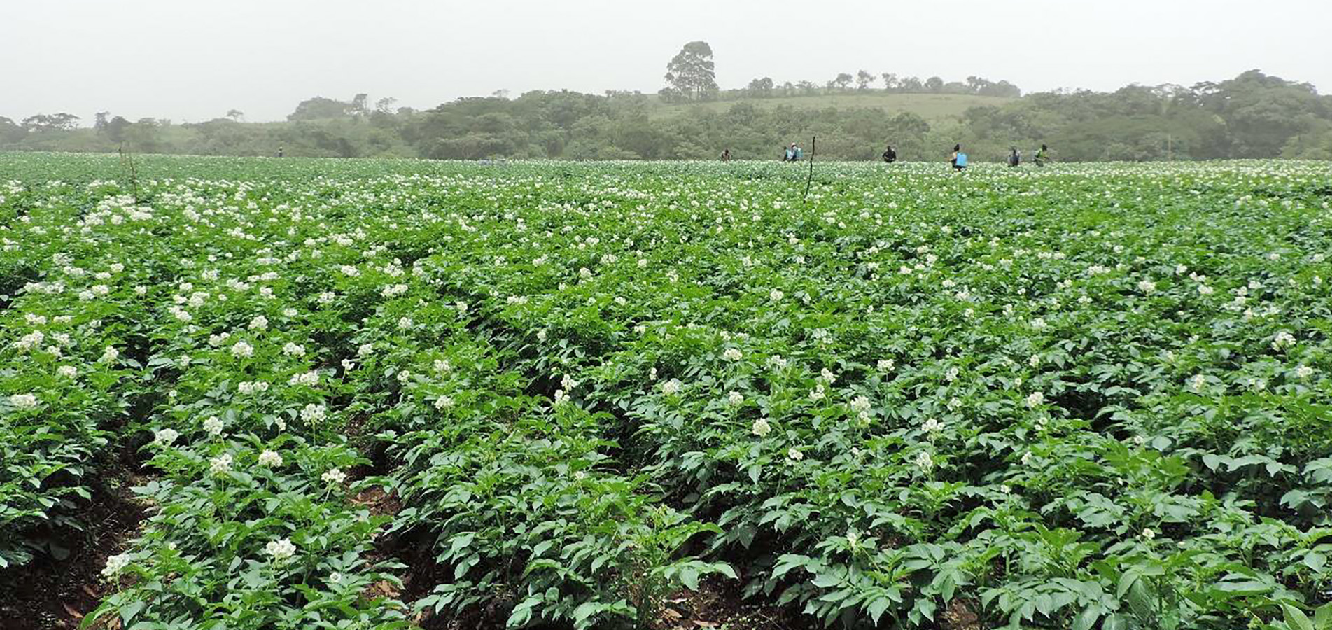 Seed potato production field