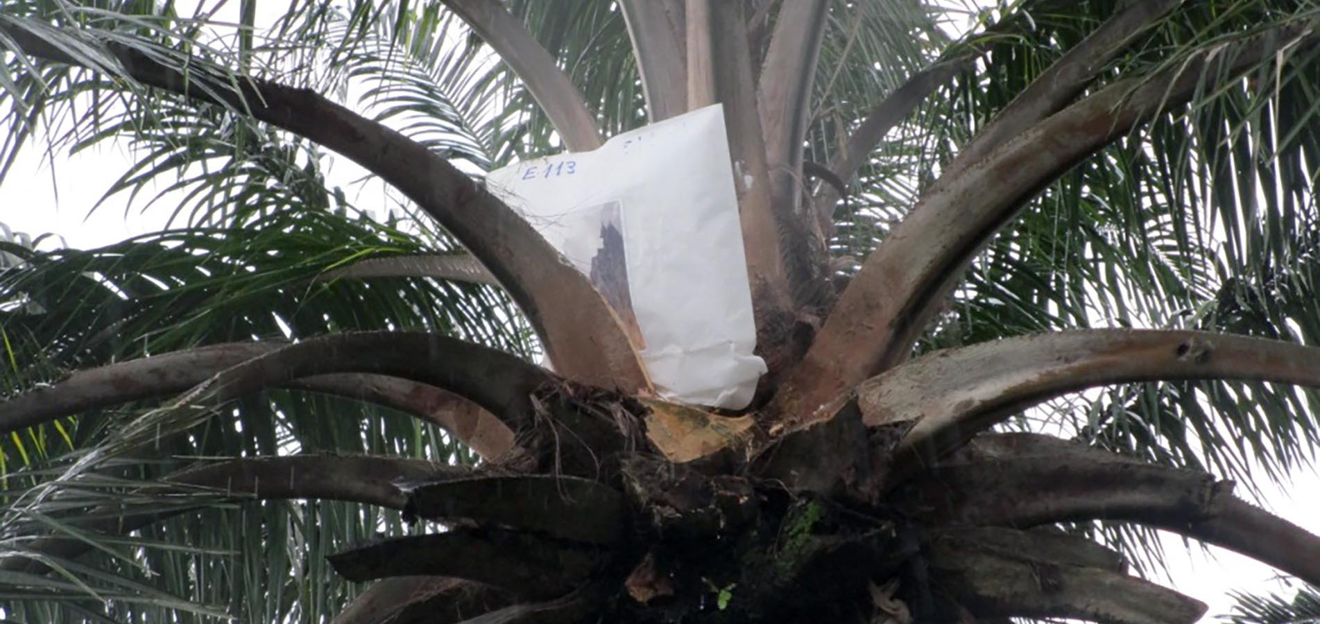 Artificial fertilisation of oil palm broodstock by bagging in Dibamba
