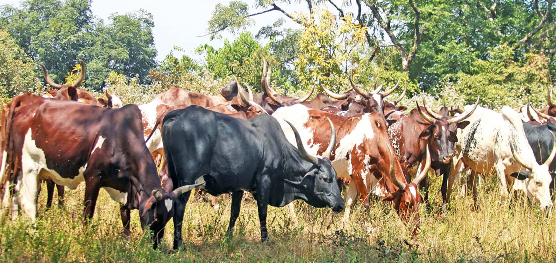 The cattle farm at the IRAD-Wakwa Centre