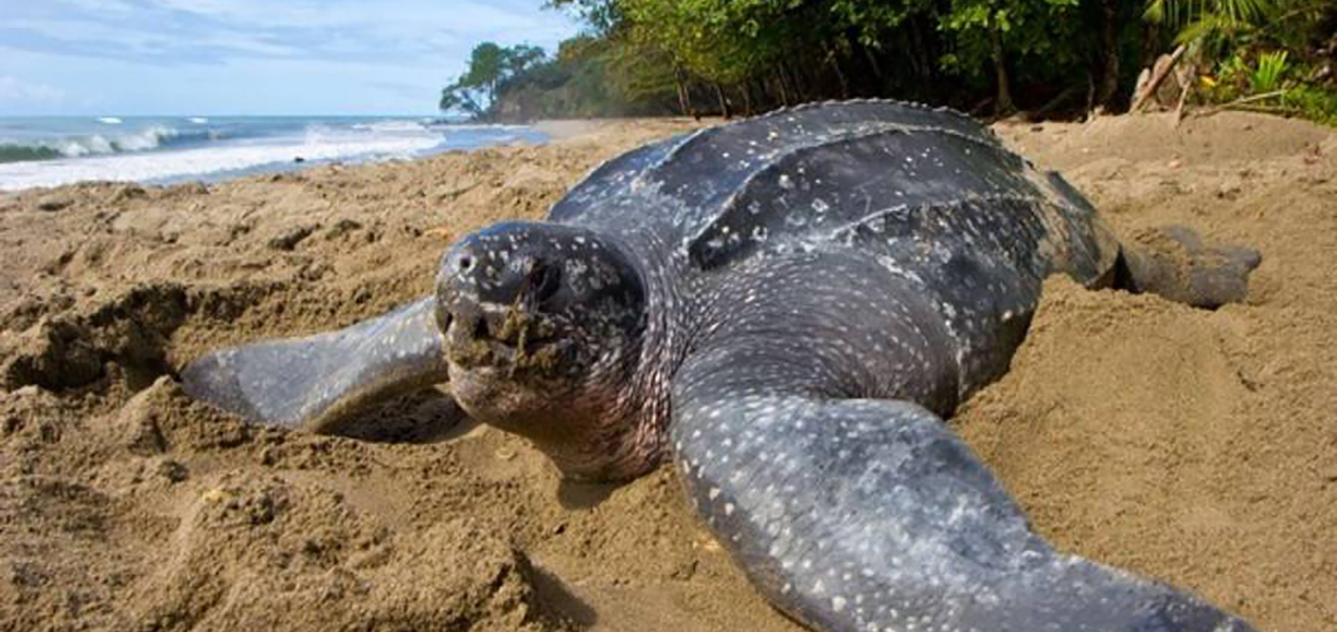 marine turtle of Kribi in the South of Cameroon